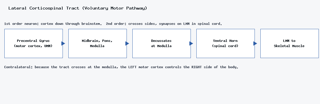 Flowchart of the lateral corticospinal (motor) tract from the precentral gyrus through the brainstem, decussating at the medulla, to the ventral horn and lower motor neuron.
