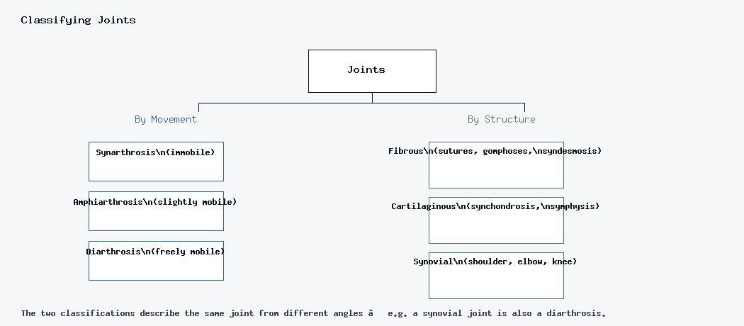 Tree diagram classifying joints by movement (synarthrosis, amphiarthrosis, diarthrosis) and by structure (fibrous, cartilaginous, synovial).