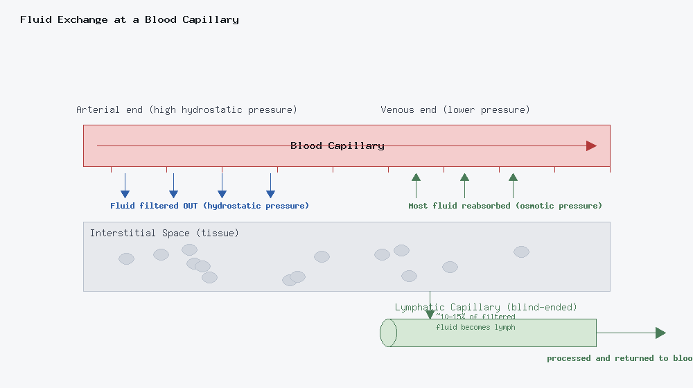 Diagram showing fluid filtering out of a blood capillary at the arterial end, most being reabsorbed at the venous end, and the remaining fluid entering a blind-ended lymphatic capillary in the interstitial space.