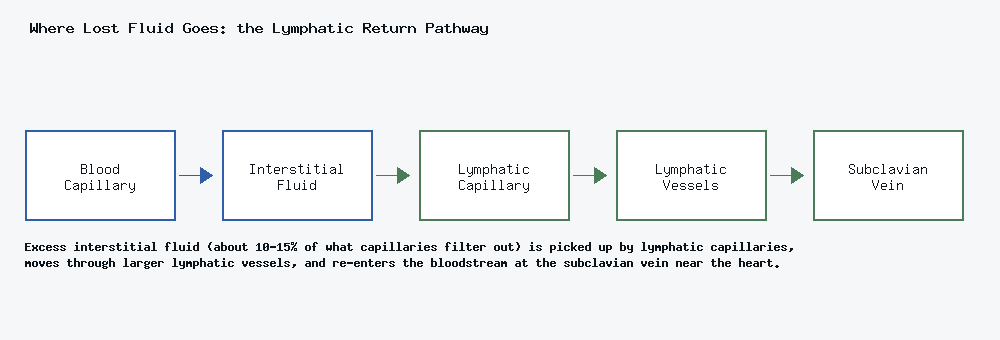 Flow diagram: blood capillary to interstitial fluid to lymphatic capillary to lymphatic vessels to subclavian vein, returning fluid to the bloodstream.