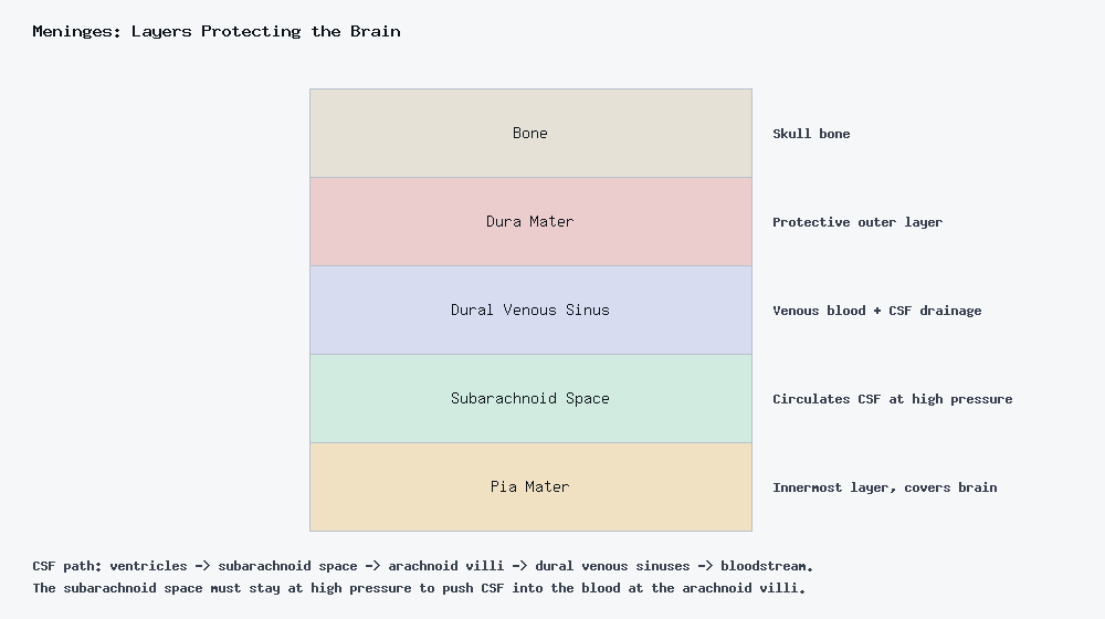 Diagram of the meninges layers from bone through dura mater, dural venous sinus, subarachnoid space, to pia mater, with CSF circulation path.