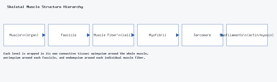 Flowchart showing the structural hierarchy of skeletal muscle: muscle, fascicle, muscle fiber, myofibril, sarcomere, myofilaments.