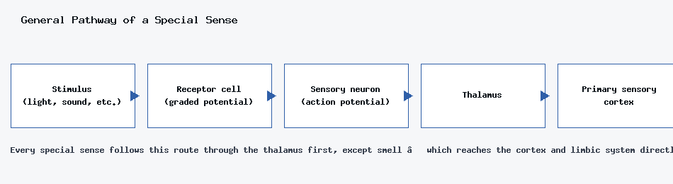 Flowchart of a general special sense pathway from stimulus through receptor cell, sensory neuron, thalamus, to primary sensory cortex.